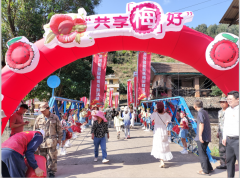 四川凉山州：会理市关河镇举办杨梅采