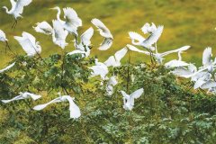 ​鄱阳湖湿地生态美如画