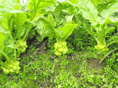 涪陵榨菜文化之青菜头来源：龙王报仇